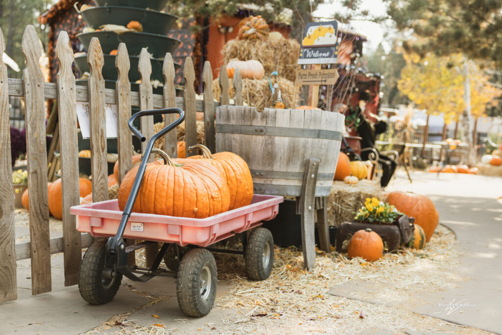 pumpkin, fall, pumpkin patch, seasonal